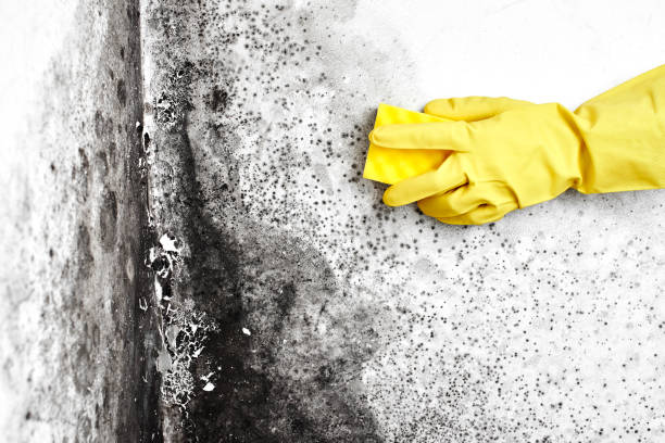 Environmental Consulting for Mold Prevention in Cross Roads, TX